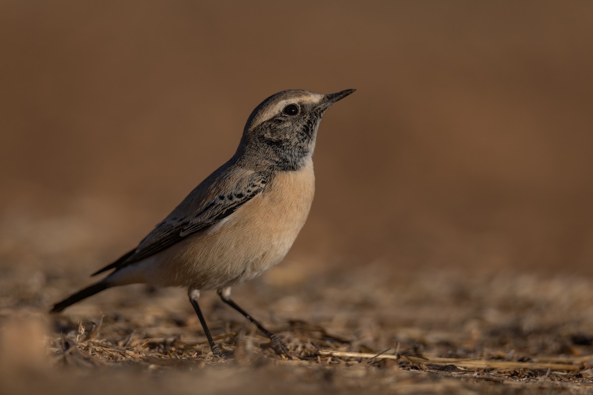 漠䳭 - ML625735510