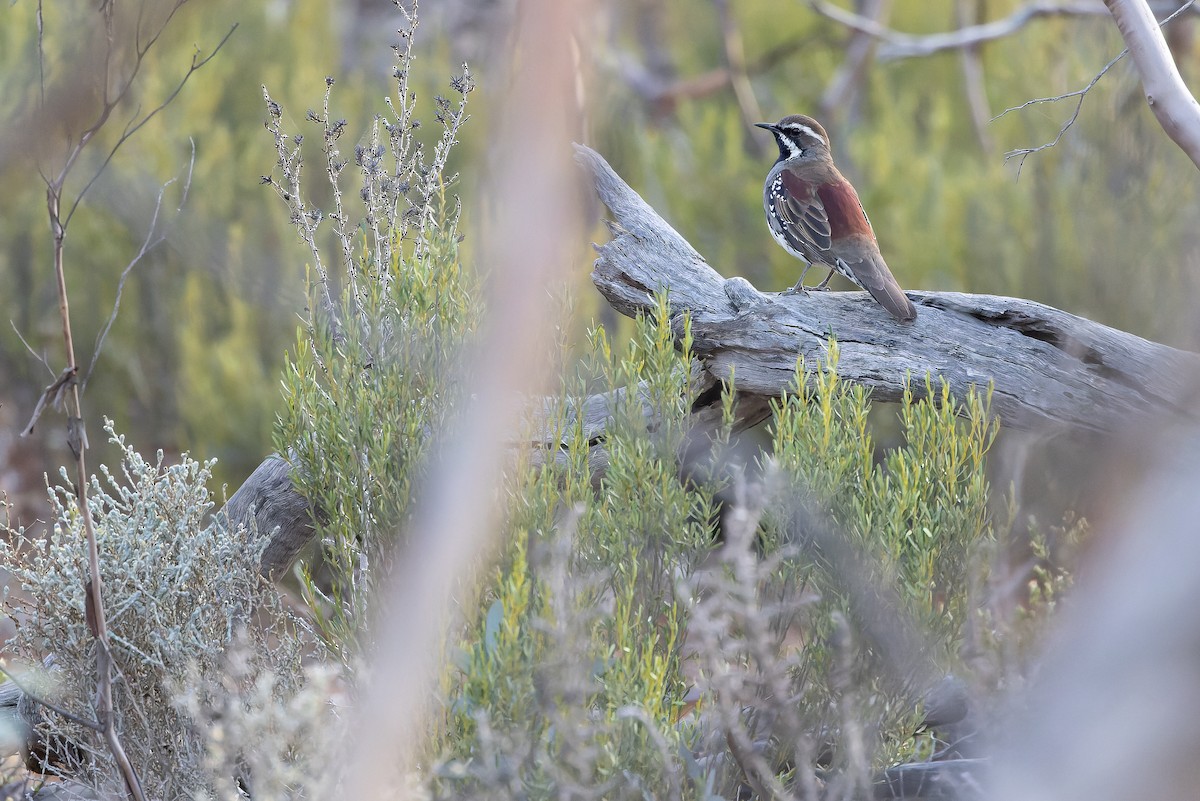 Chestnut Quail-thrush - ML625735576