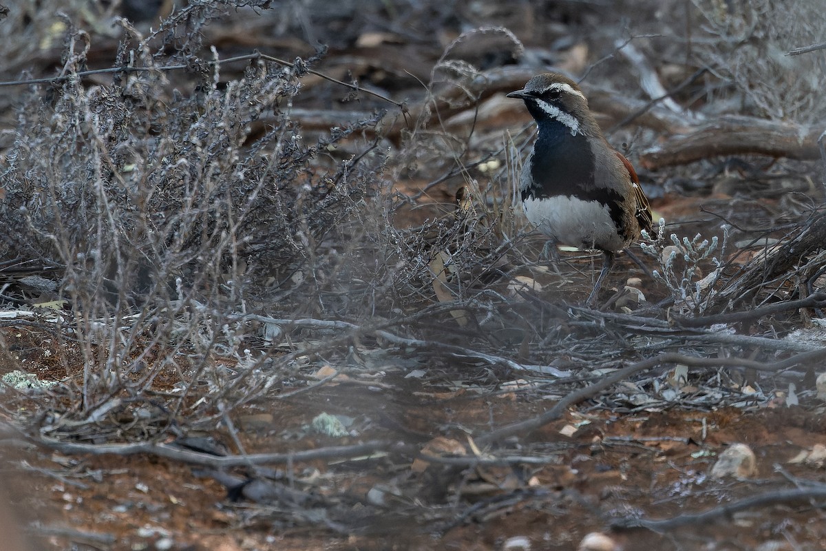 Chestnut Quail-thrush - ML625735578