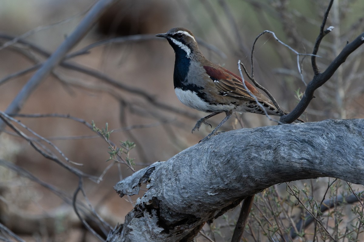 Chestnut Quail-thrush - ML625735579