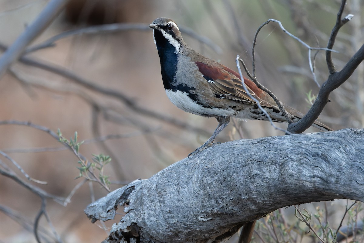 Chestnut Quail-thrush - ML625735580