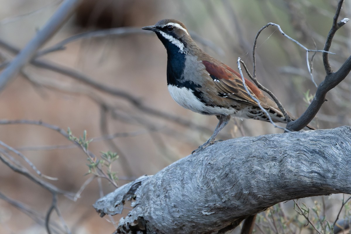 Chestnut Quail-thrush - ML625735581