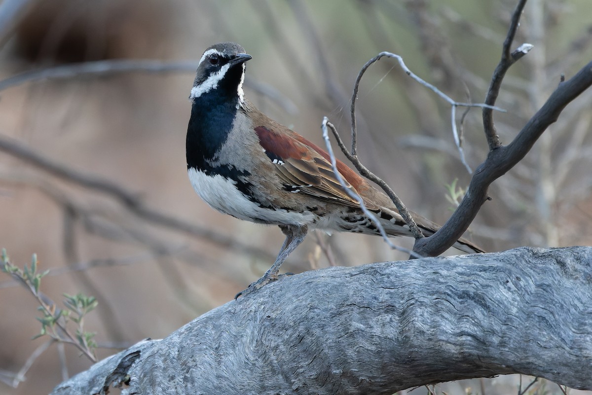 Chestnut Quail-thrush - ML625735582