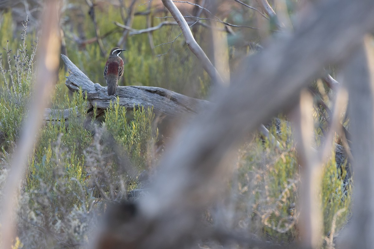 Chestnut Quail-thrush - ML625735583