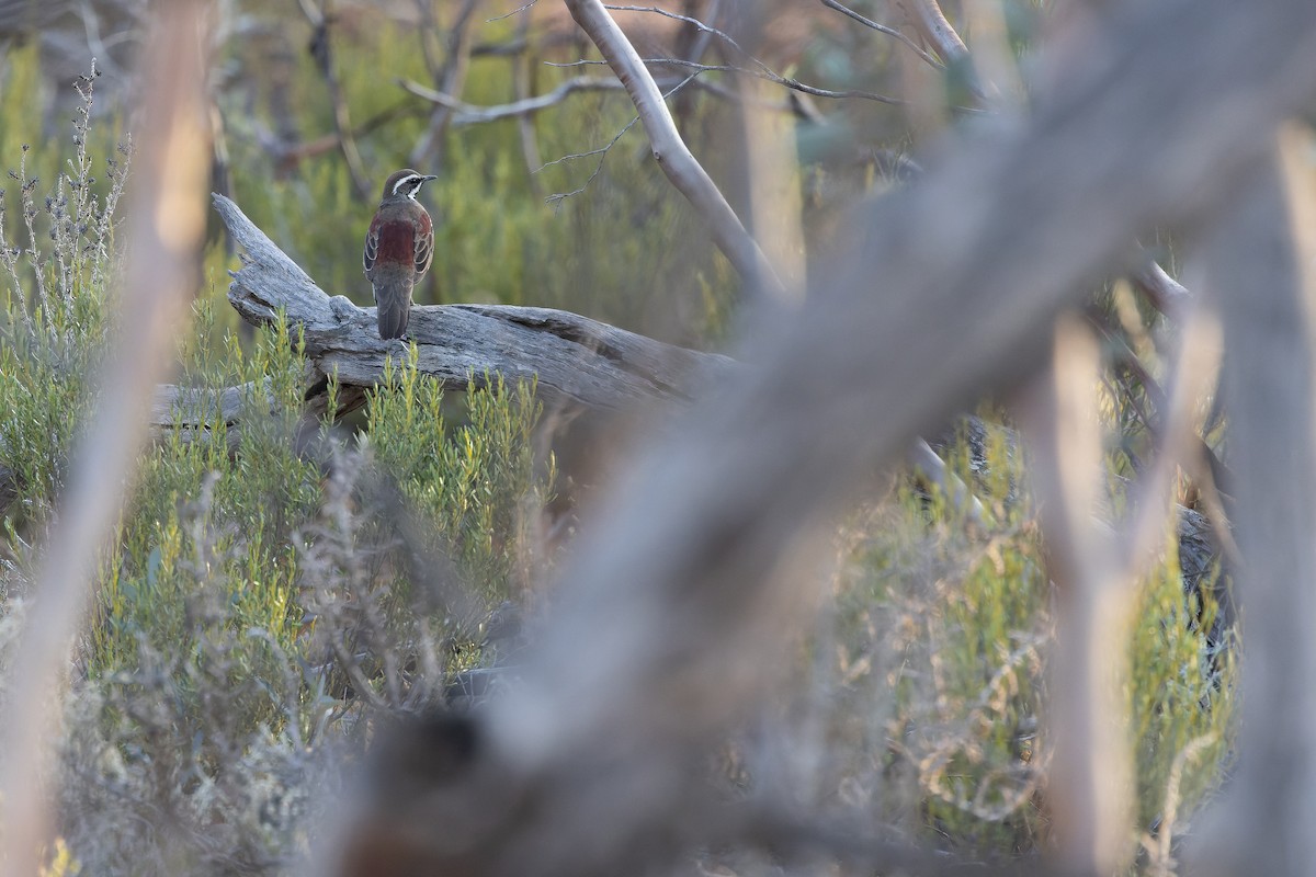 Chestnut Quail-thrush - ML625735584