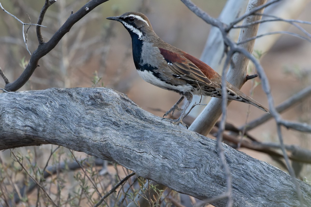 Chestnut Quail-thrush - ML625735586