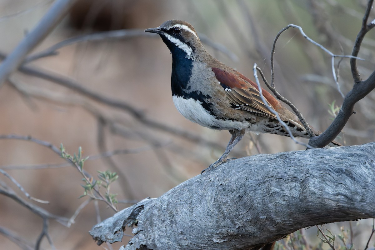 Chestnut Quail-thrush - ML625735587