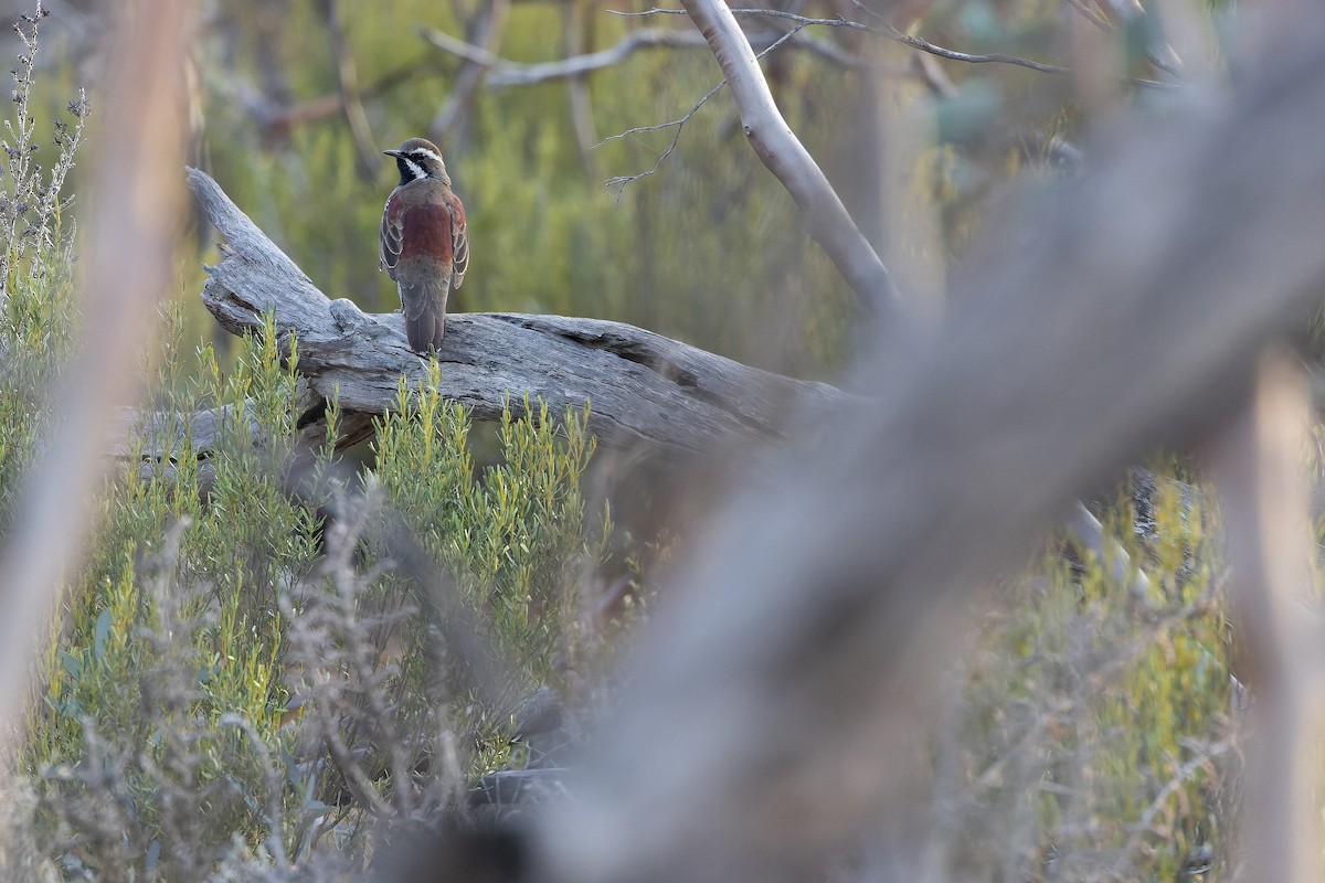 Chestnut Quail-thrush - ML625735588