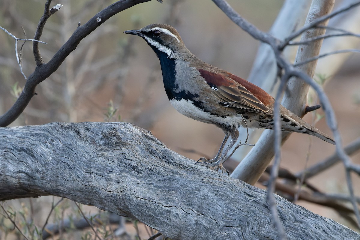 Chestnut Quail-thrush - ML625735589