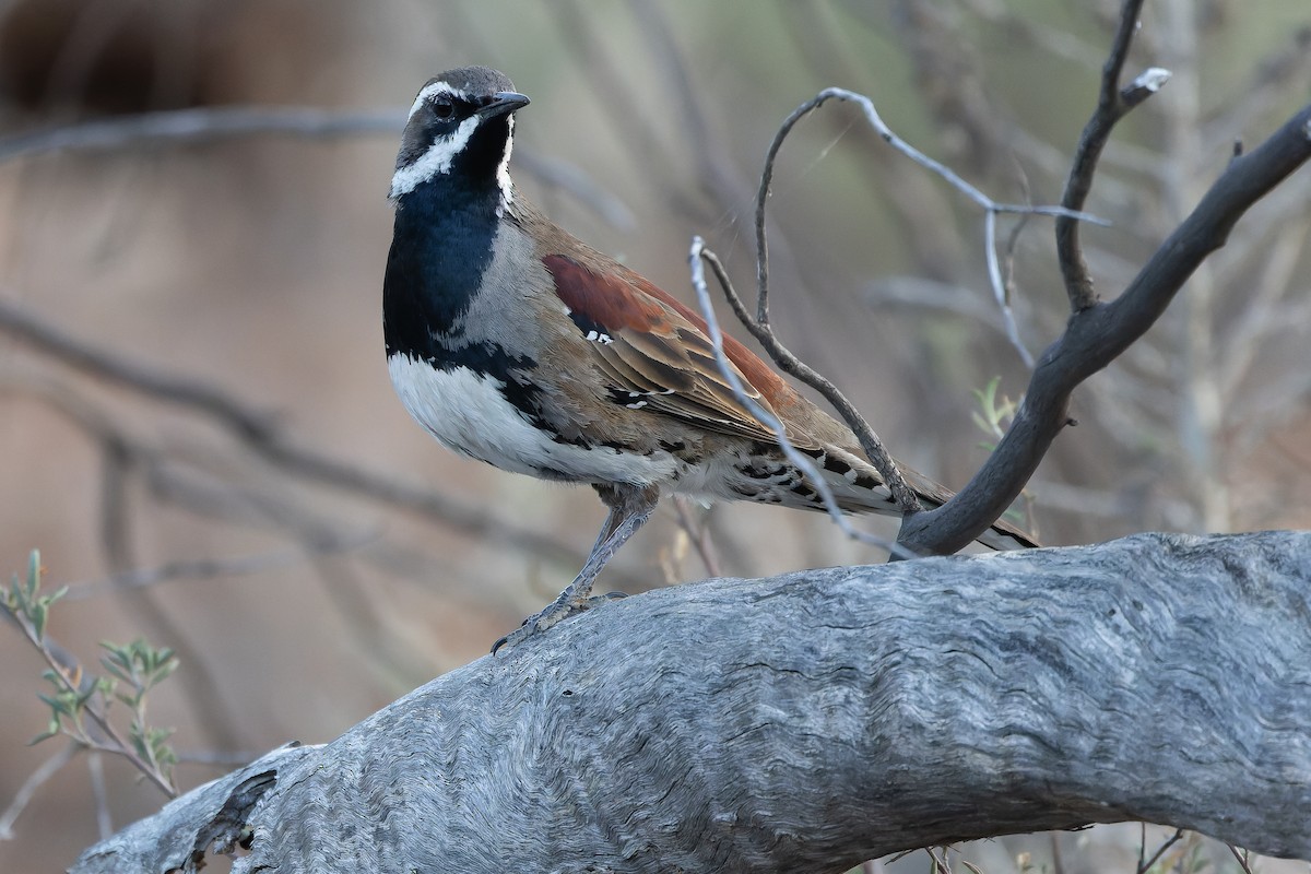 Chestnut Quail-thrush - ML625735590