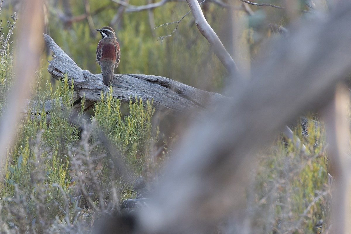 Chestnut Quail-thrush - ML625735591