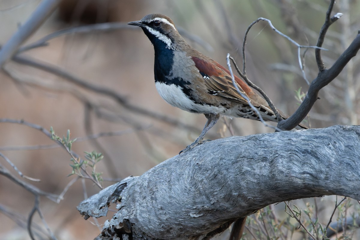 Chestnut Quail-thrush - ML625735592