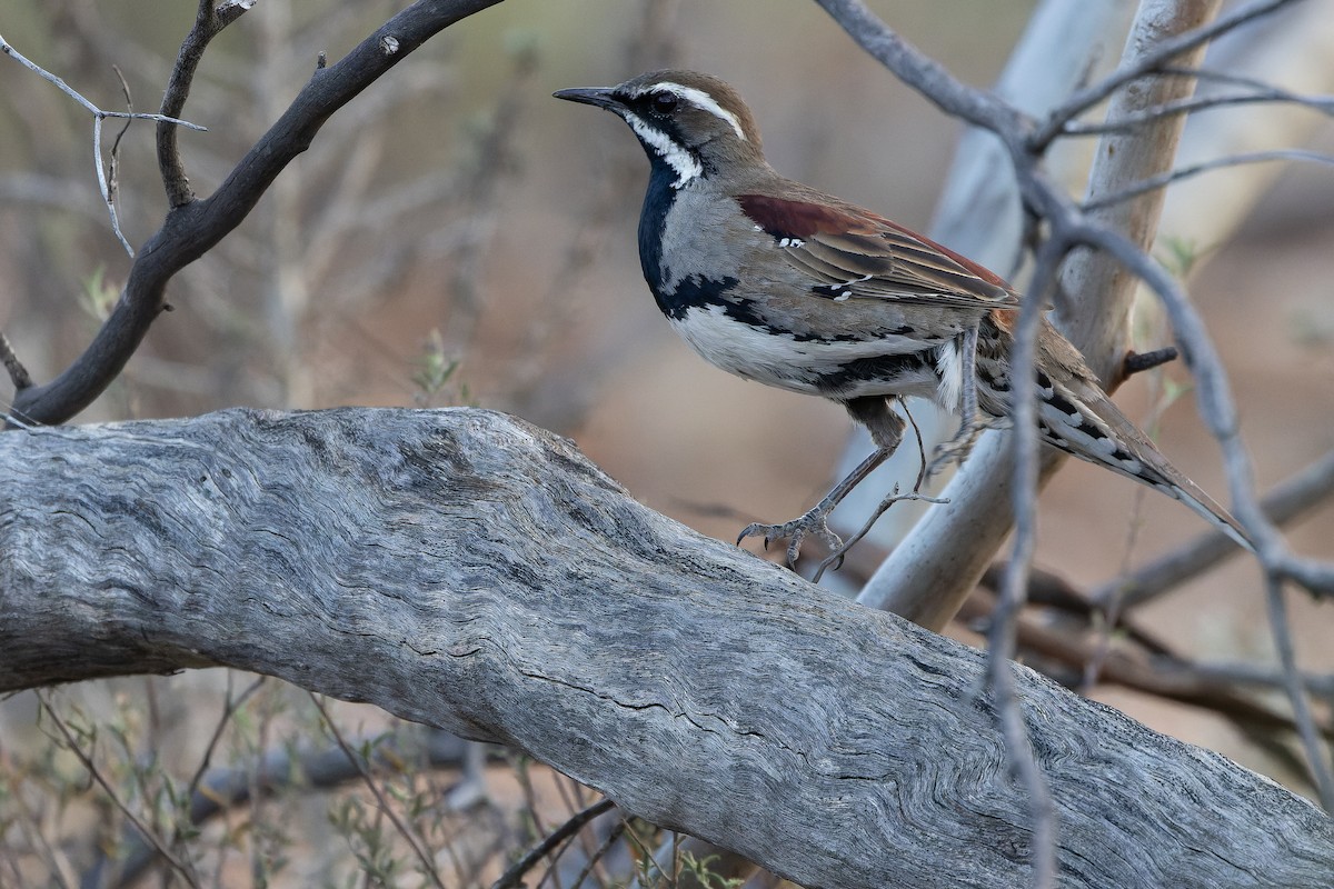 Chestnut Quail-thrush - ML625735594