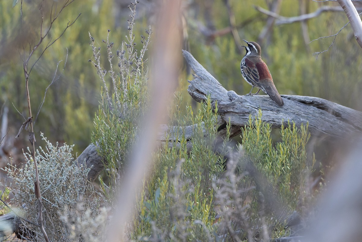 Chestnut Quail-thrush - ML625735595