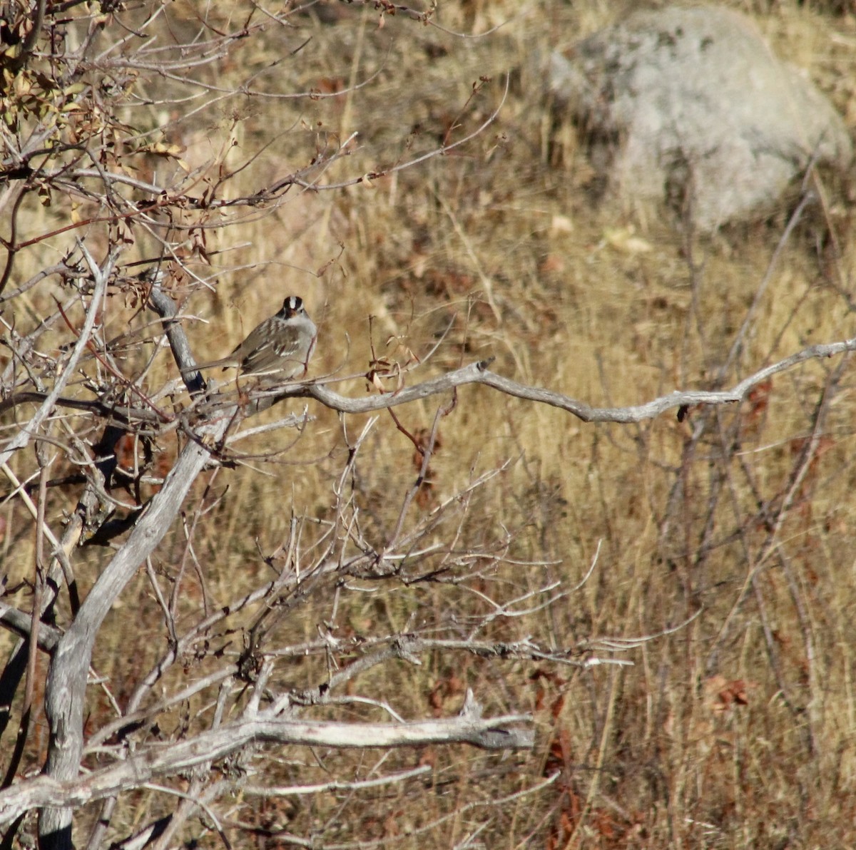 White-crowned Sparrow - ML625735646