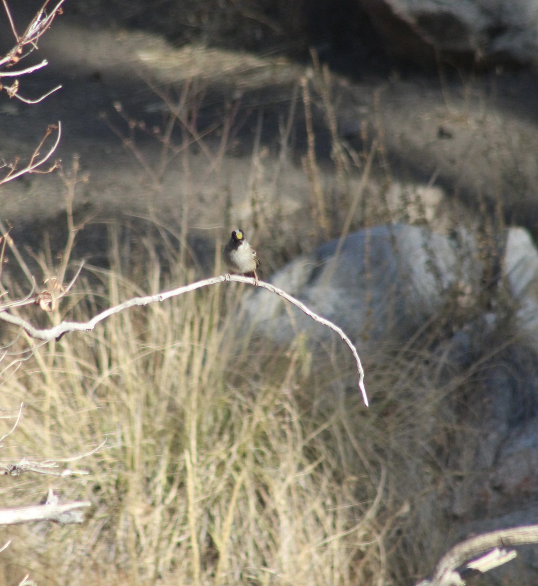 Golden-crowned Sparrow - ML625735683