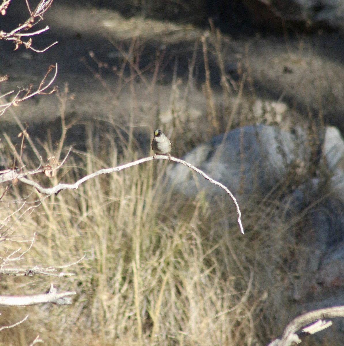 Golden-crowned Sparrow - ML625735684