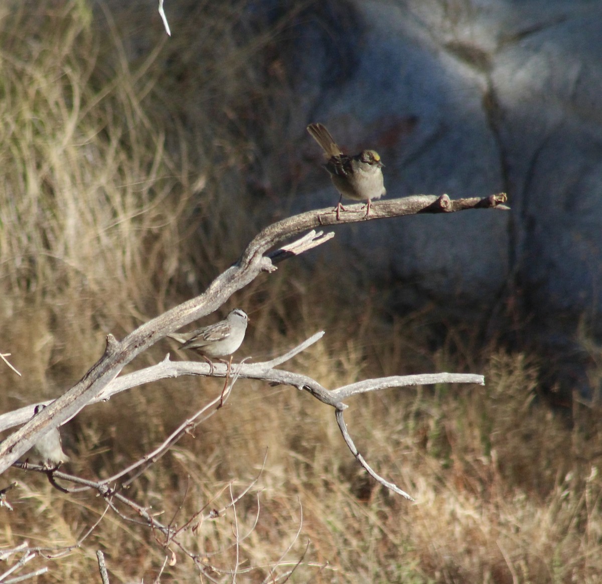 Golden-crowned Sparrow - ML625735687