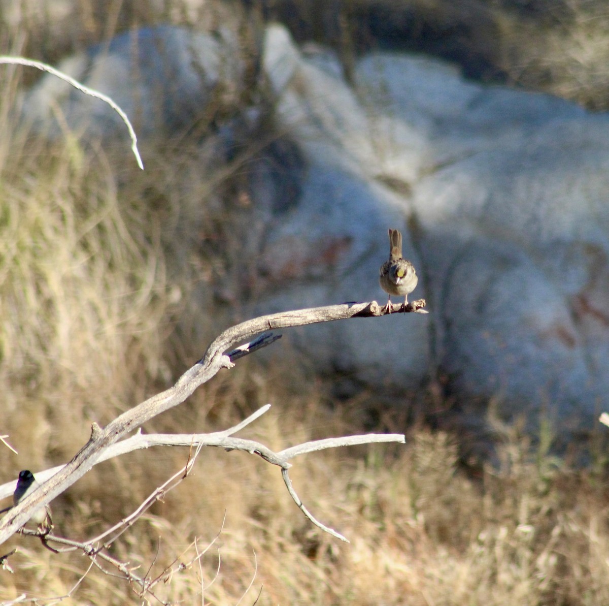 Golden-crowned Sparrow - ML625735691