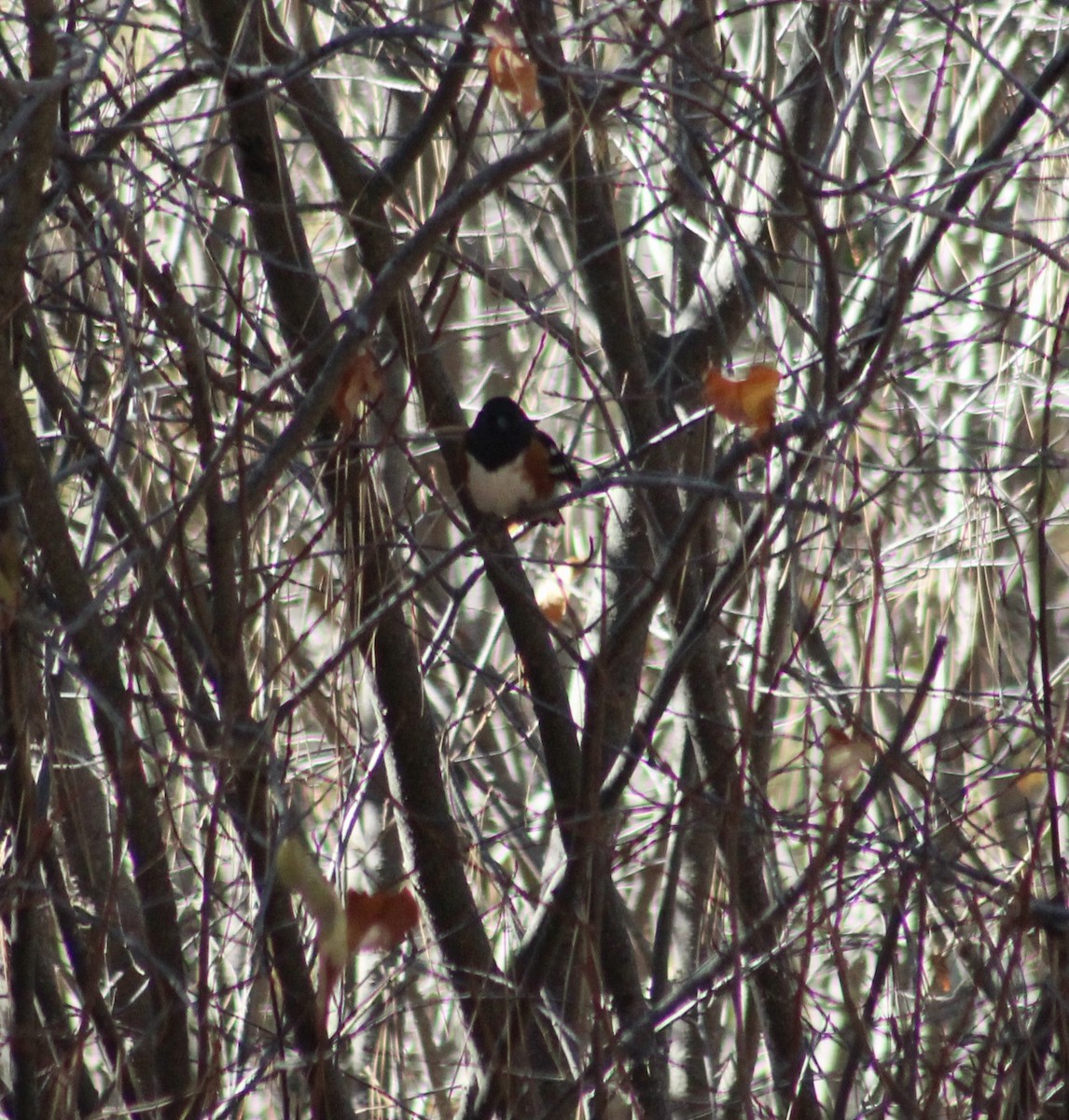 Spotted Towhee - ML625735732