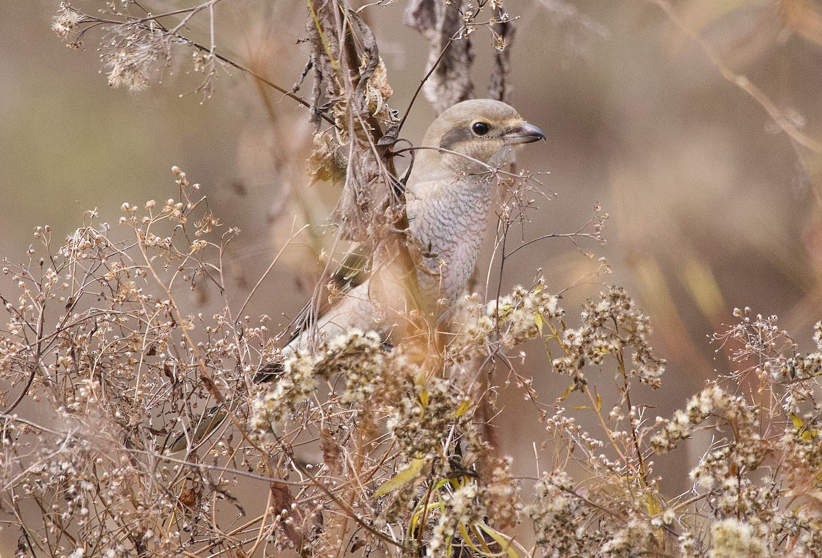 Northern Shrike - ML625735775