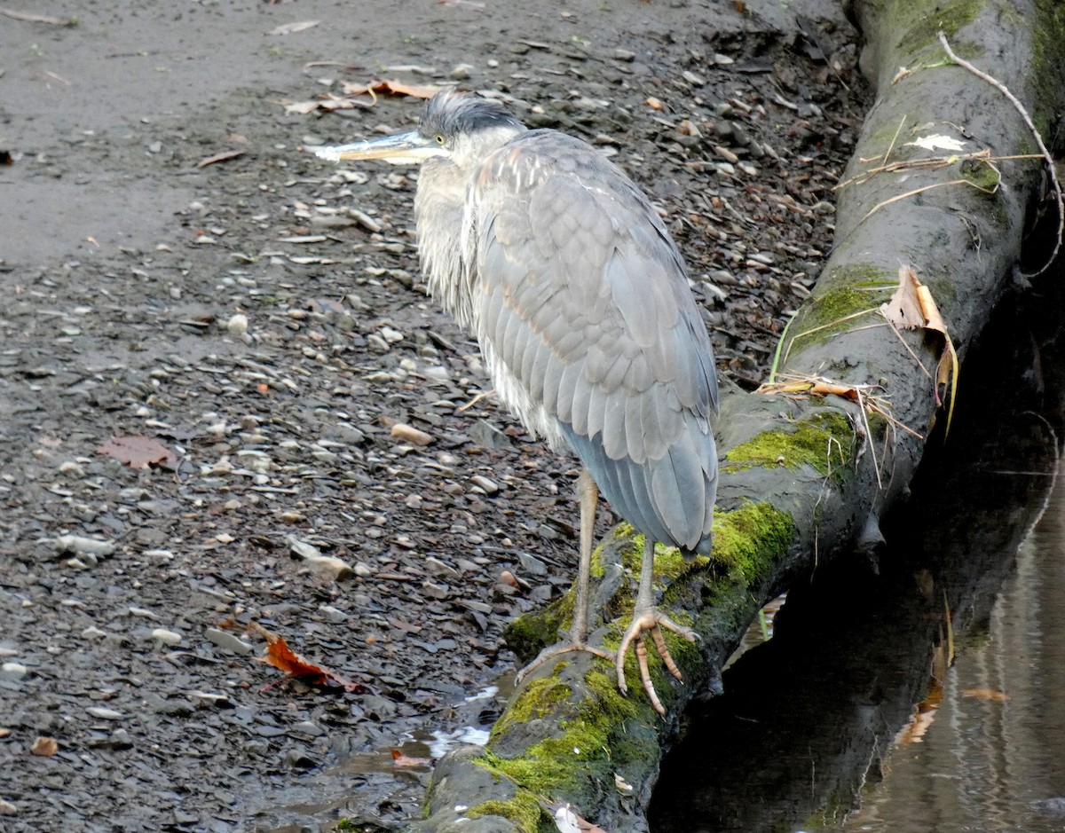 Great Blue Heron - ML625735781