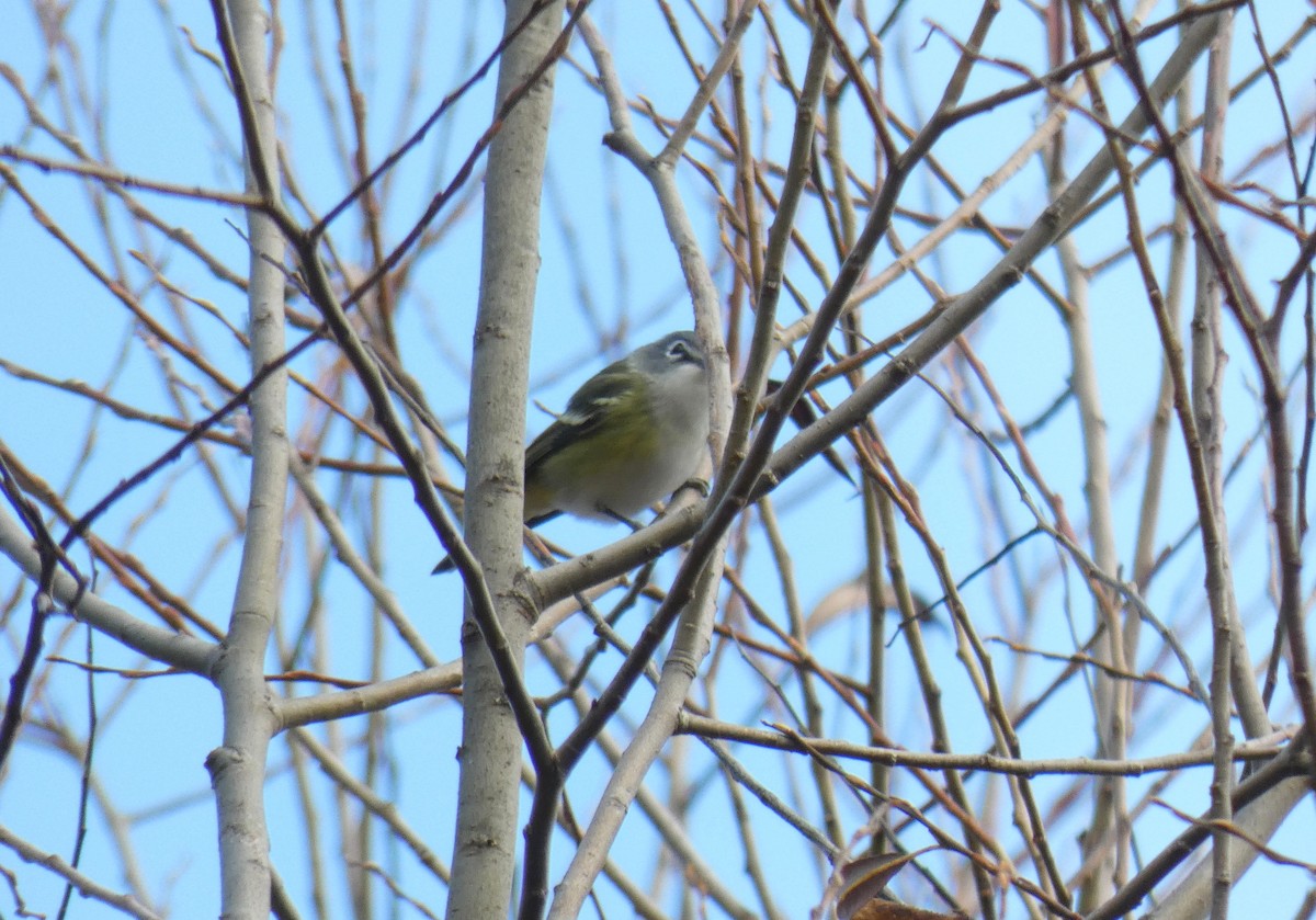 Blue-headed Vireo - ML625735786