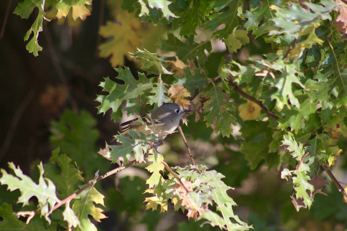 Ruby-crowned Kinglet - ML625735799