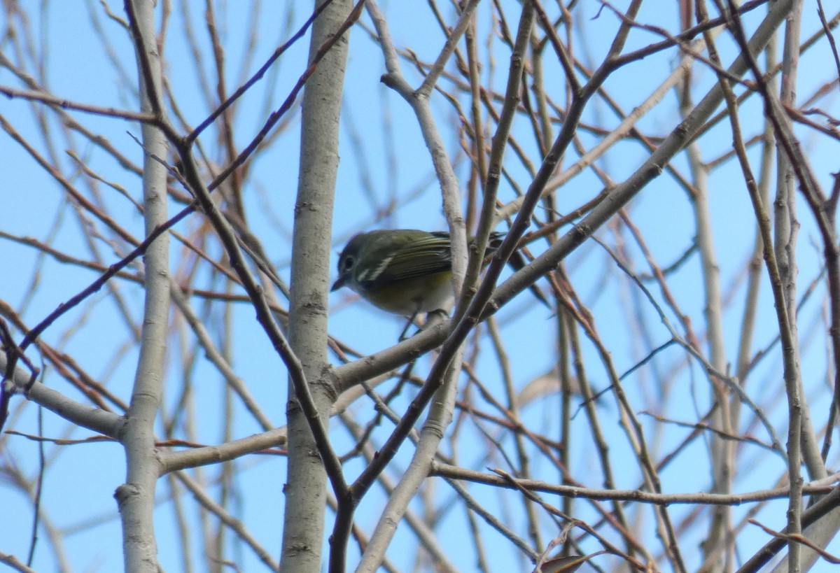 Blue-headed Vireo - ML625735801