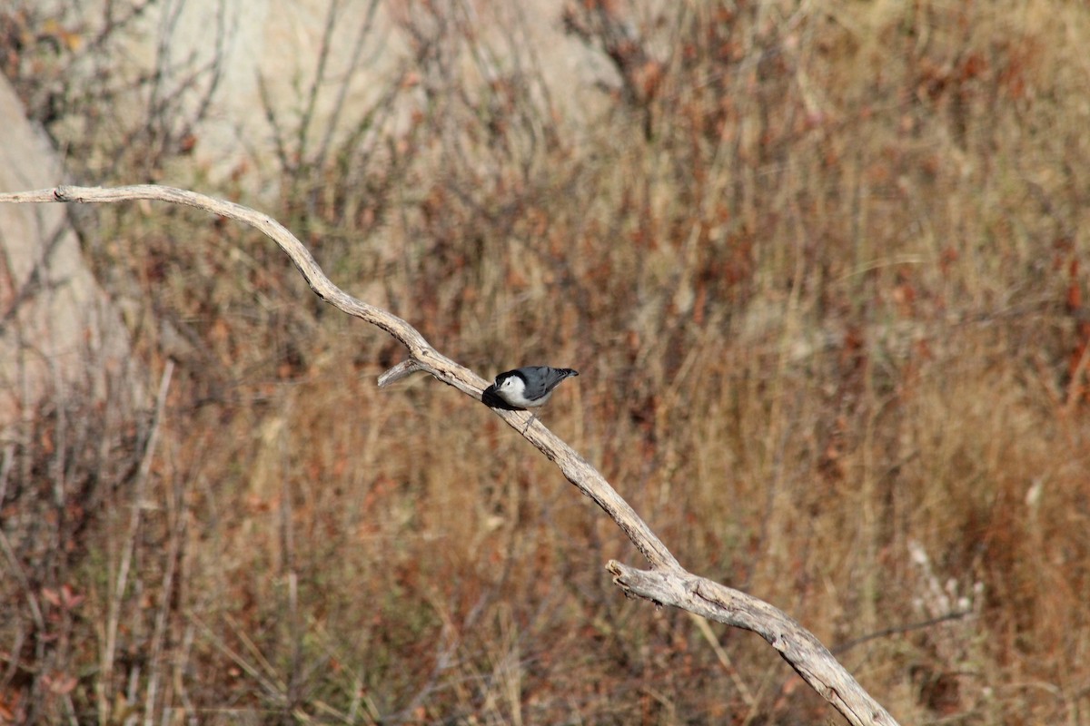 White-breasted Nuthatch - ML625735815