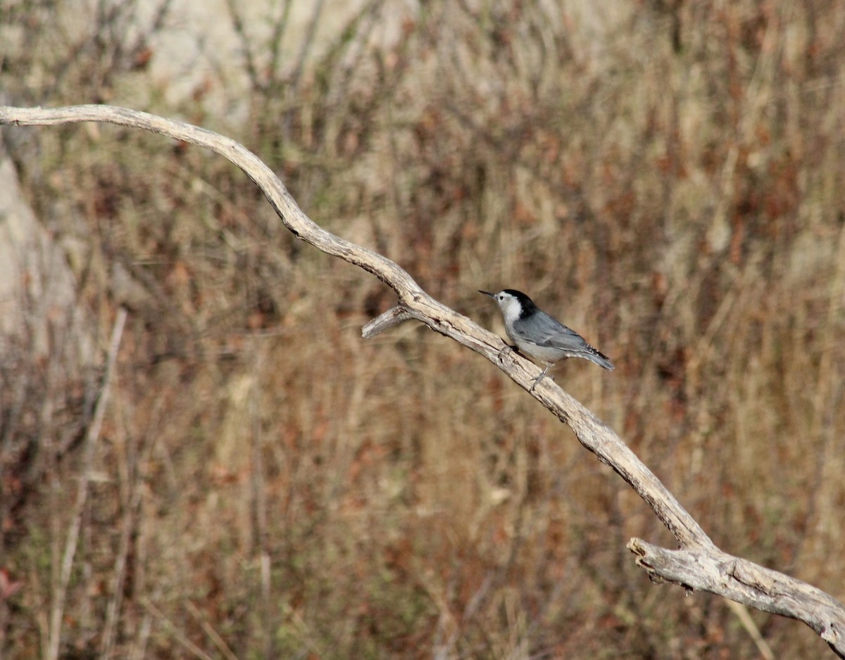 White-breasted Nuthatch - ML625735819