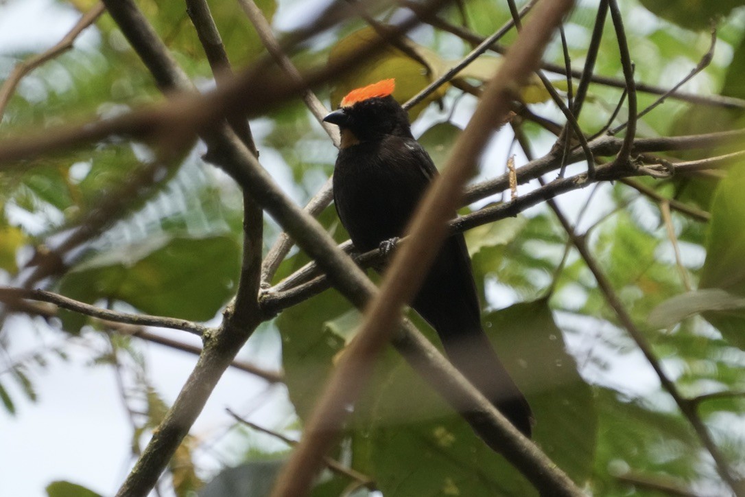 Flame-crested Tanager - ML625735923