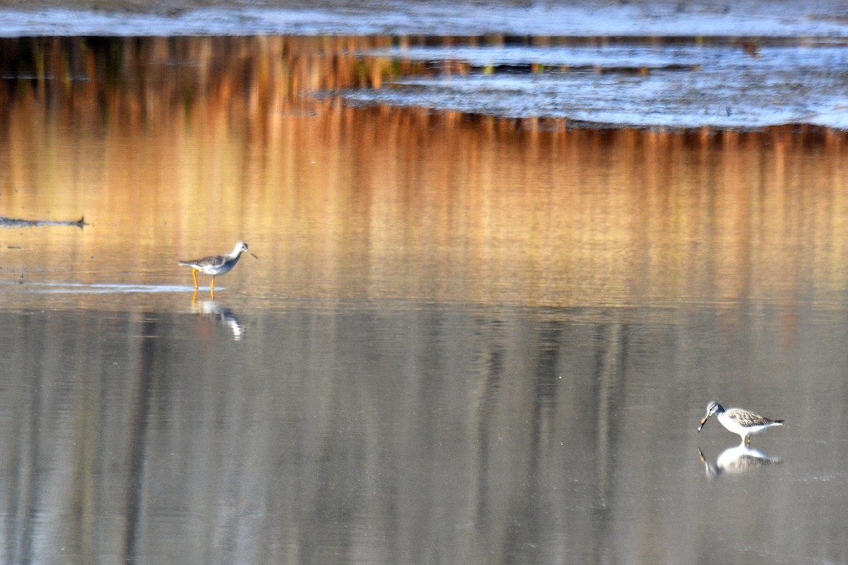 Greater Yellowlegs - ML625735929