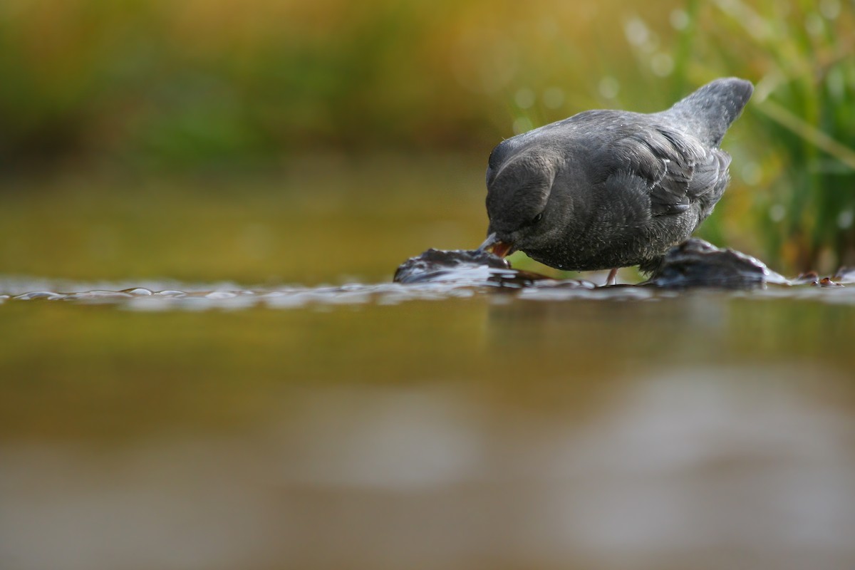 American Dipper - ML625735956
