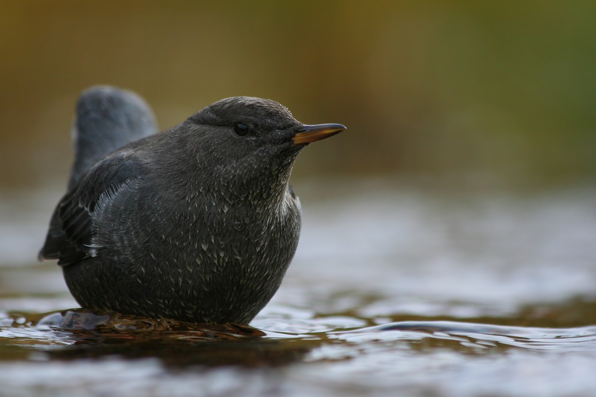 American Dipper - ML625735960