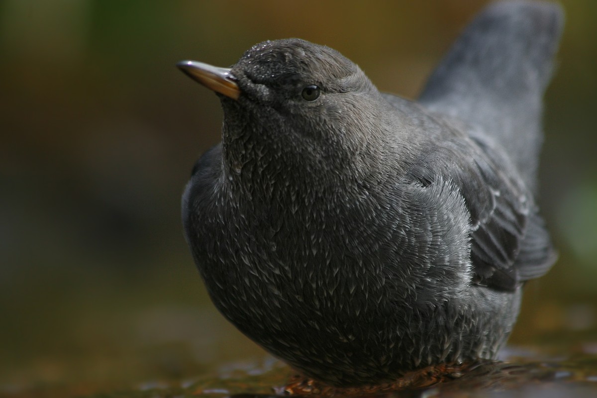 American Dipper - ML625735962