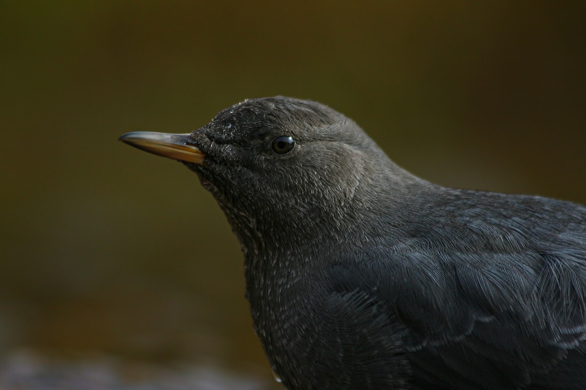 American Dipper - ML625736135