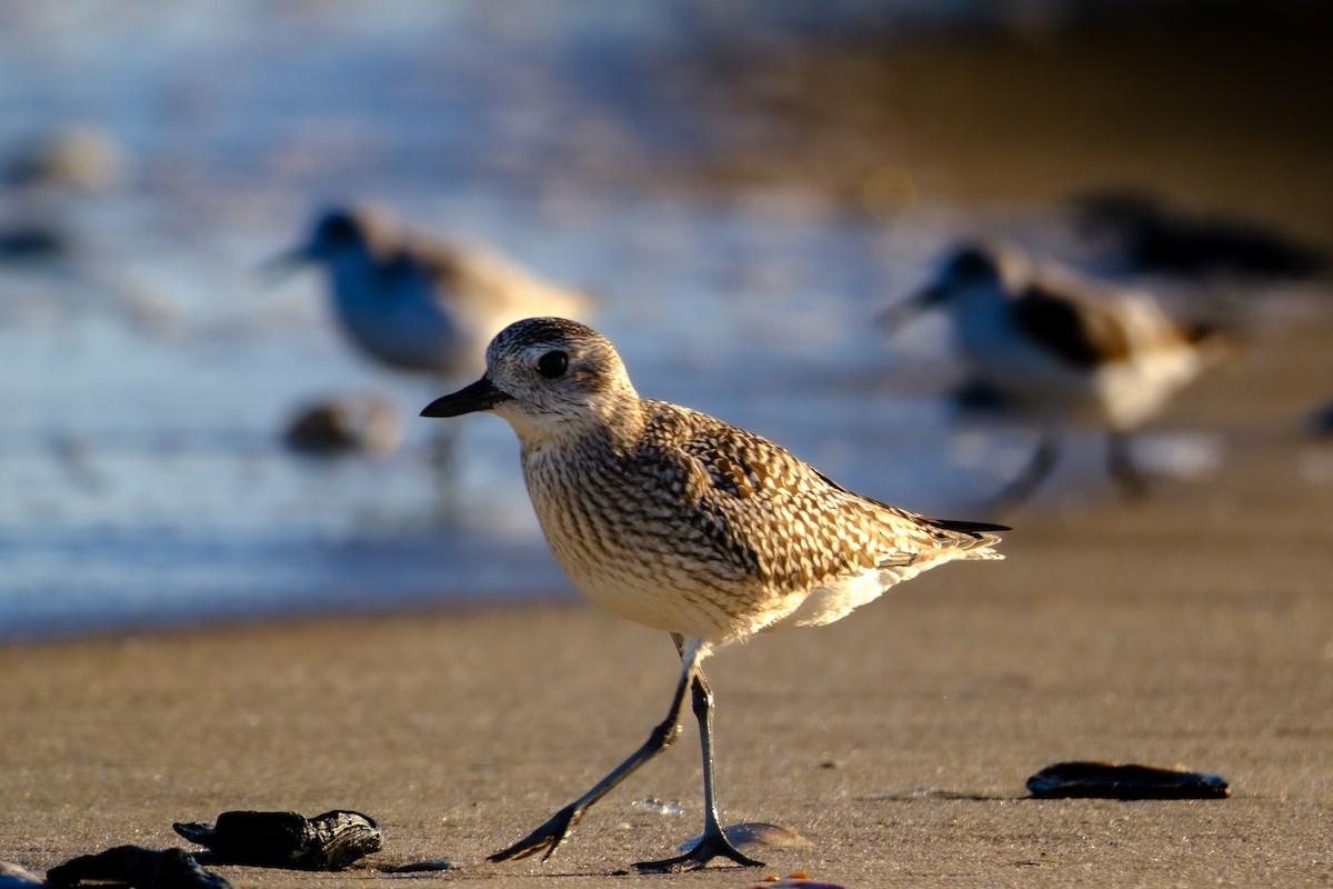 灰斑鴴 - ML625736395