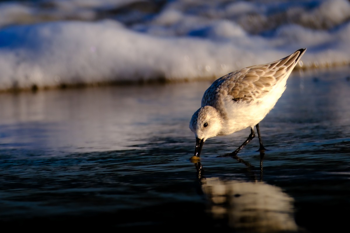 三趾濱鷸 - ML625736418