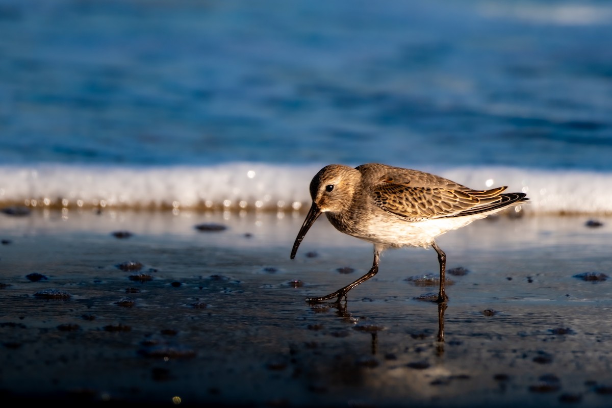 黑腹濱鷸 - ML625736452