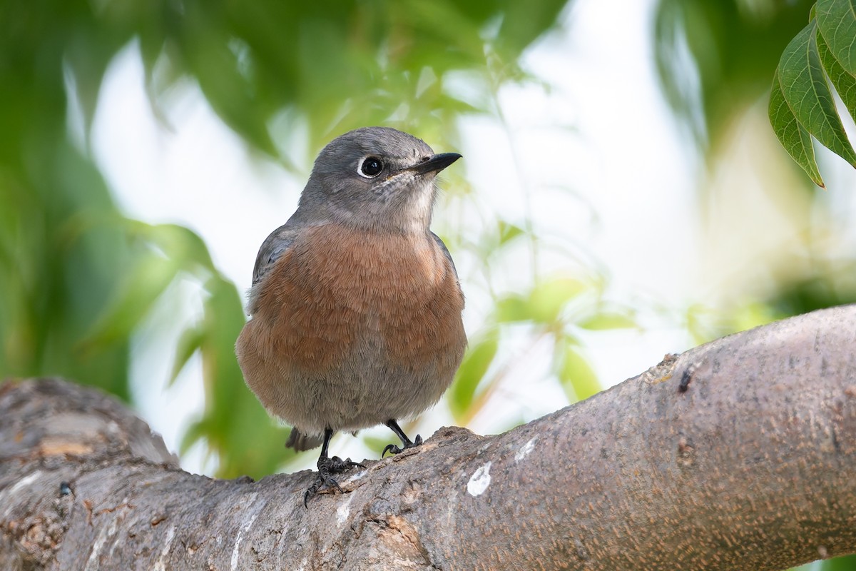 Western Bluebird - ML625736461