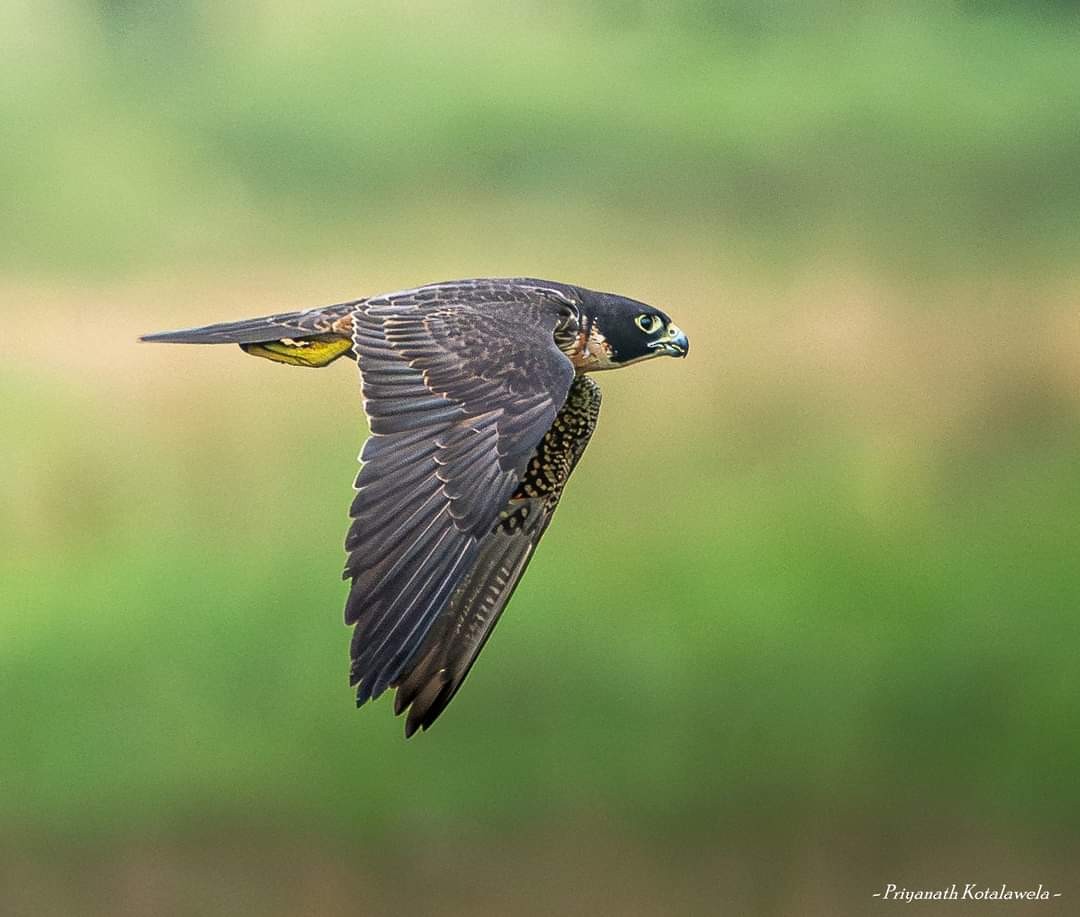 ハヤブサ - ML625736706