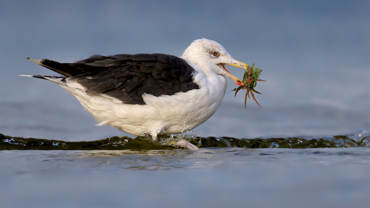 Great Black-backed Gull - ML625736768