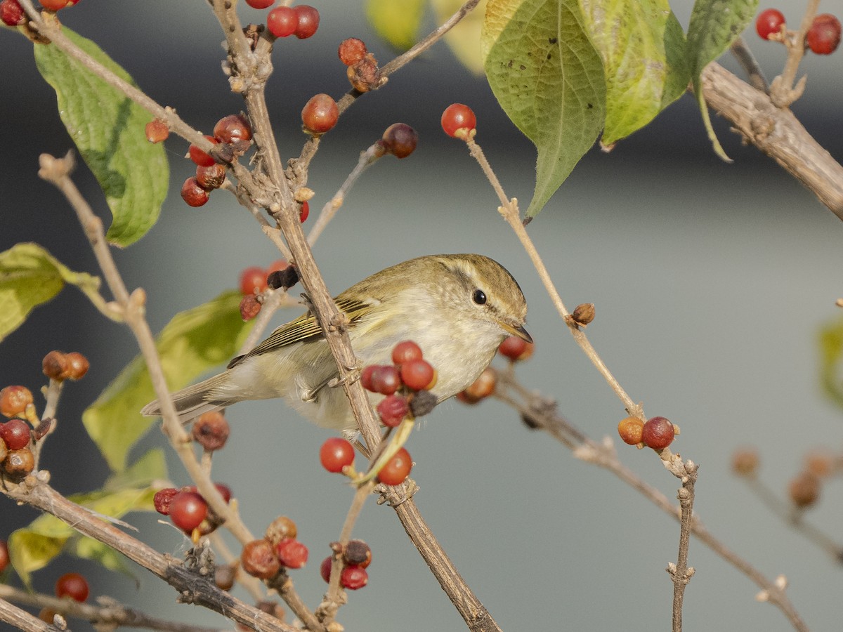 Yellow-browed Warbler - ML625736796