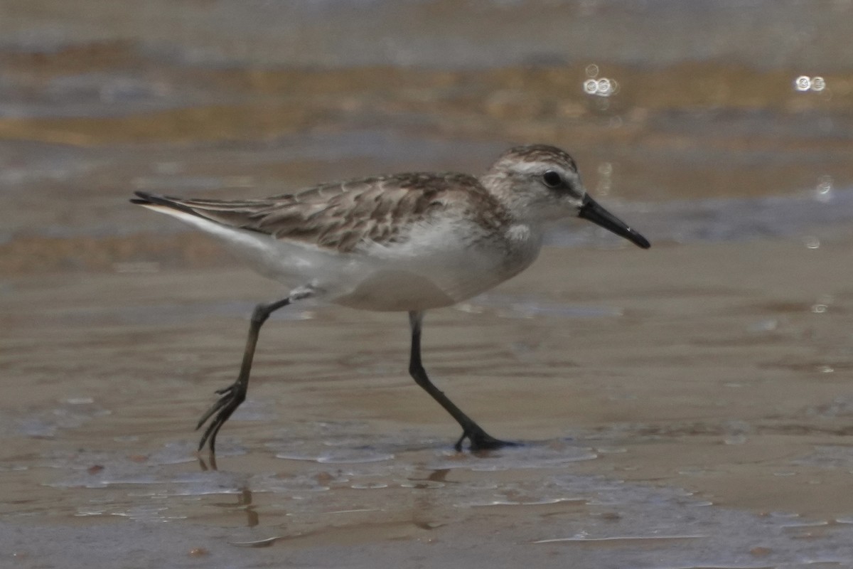 Semipalmated Sandpiper - ML625737214