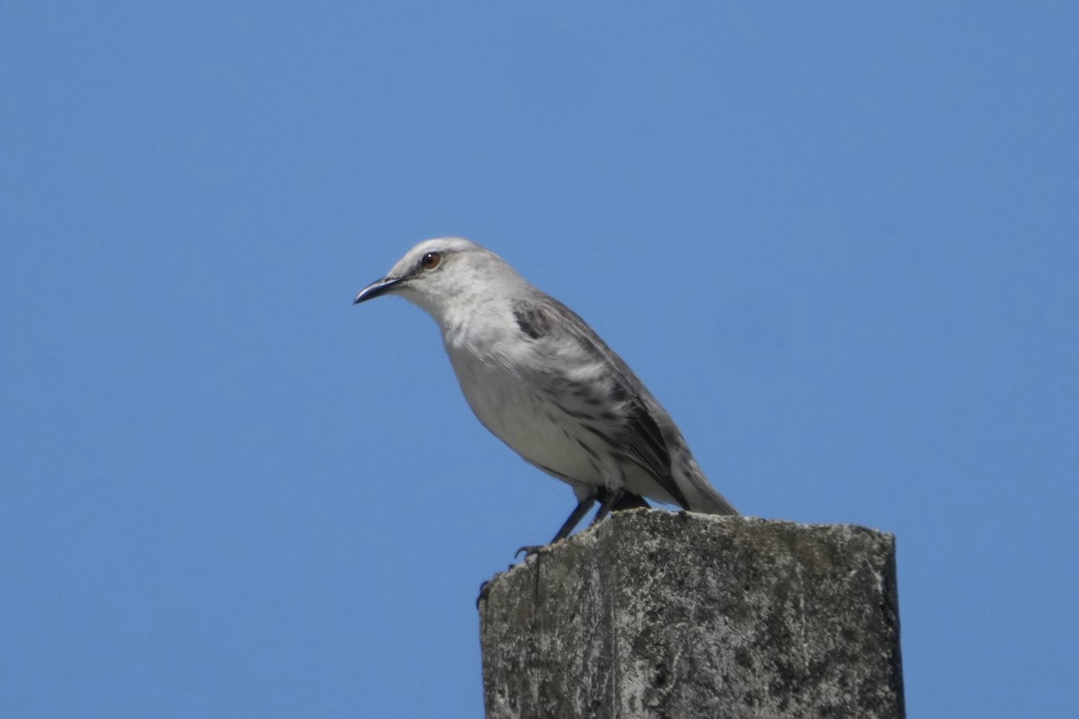 Tropical Mockingbird - ML625737219