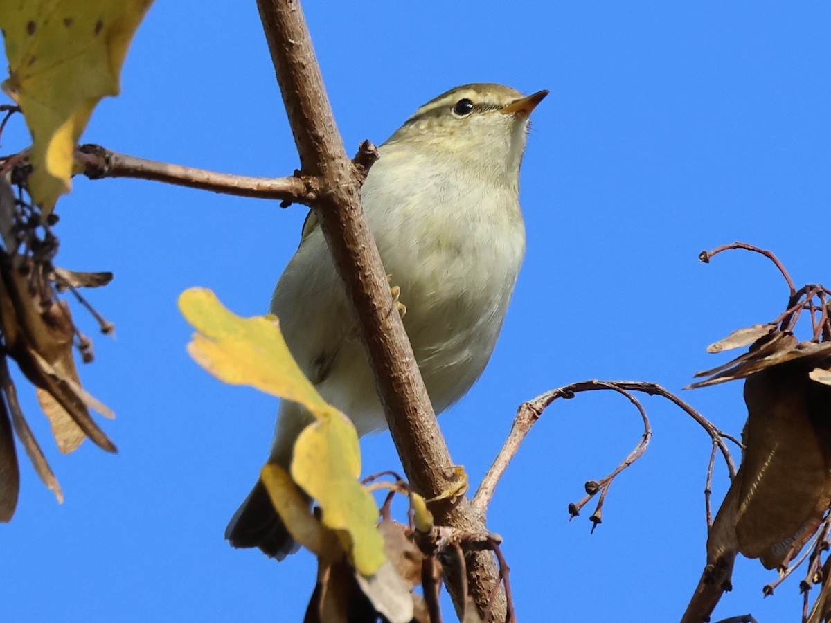 Yellow-browed Warbler - ML625737264
