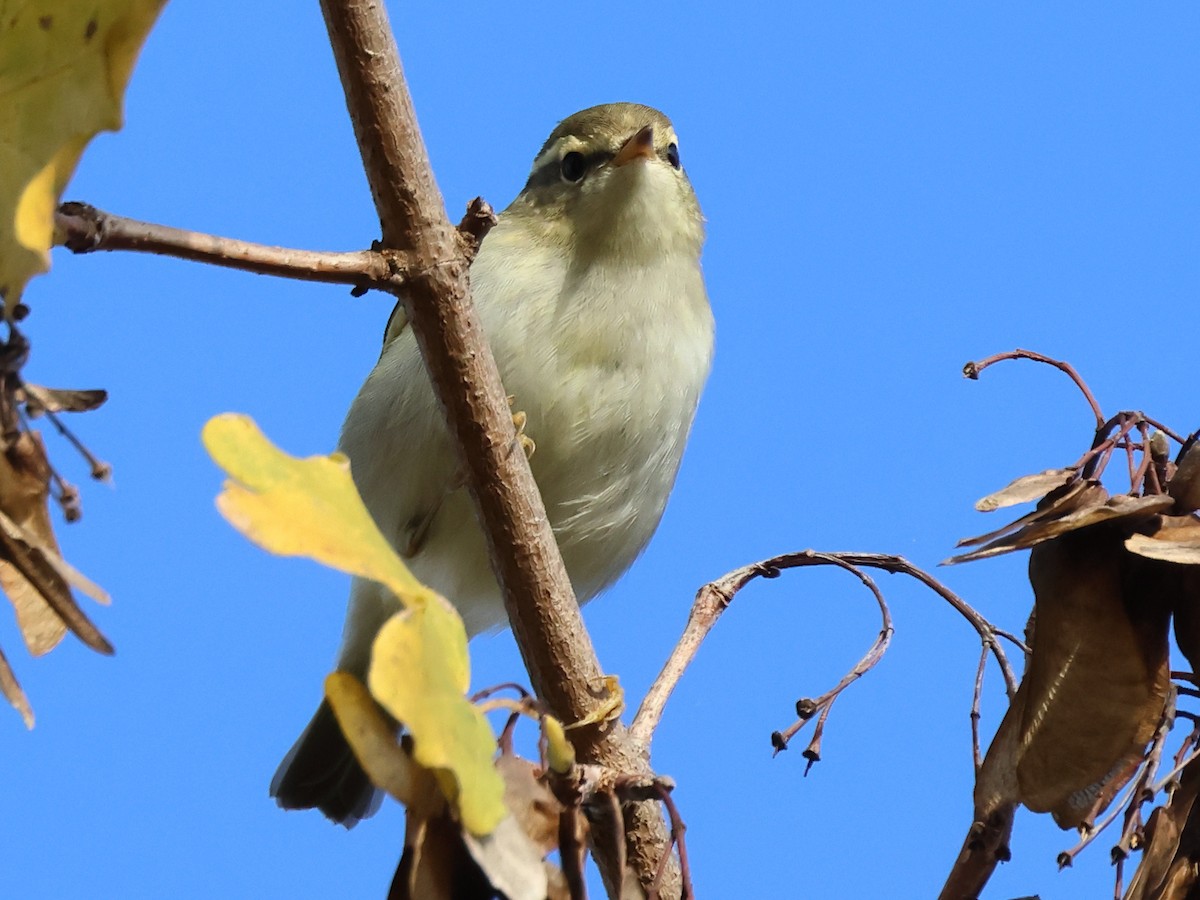 Yellow-browed Warbler - ML625737265