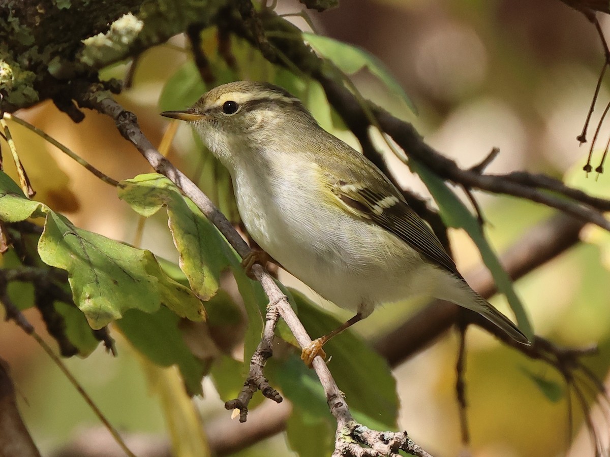 Yellow-browed Warbler - ML625737266