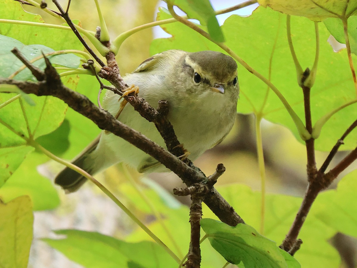 Yellow-browed Warbler - ML625737268